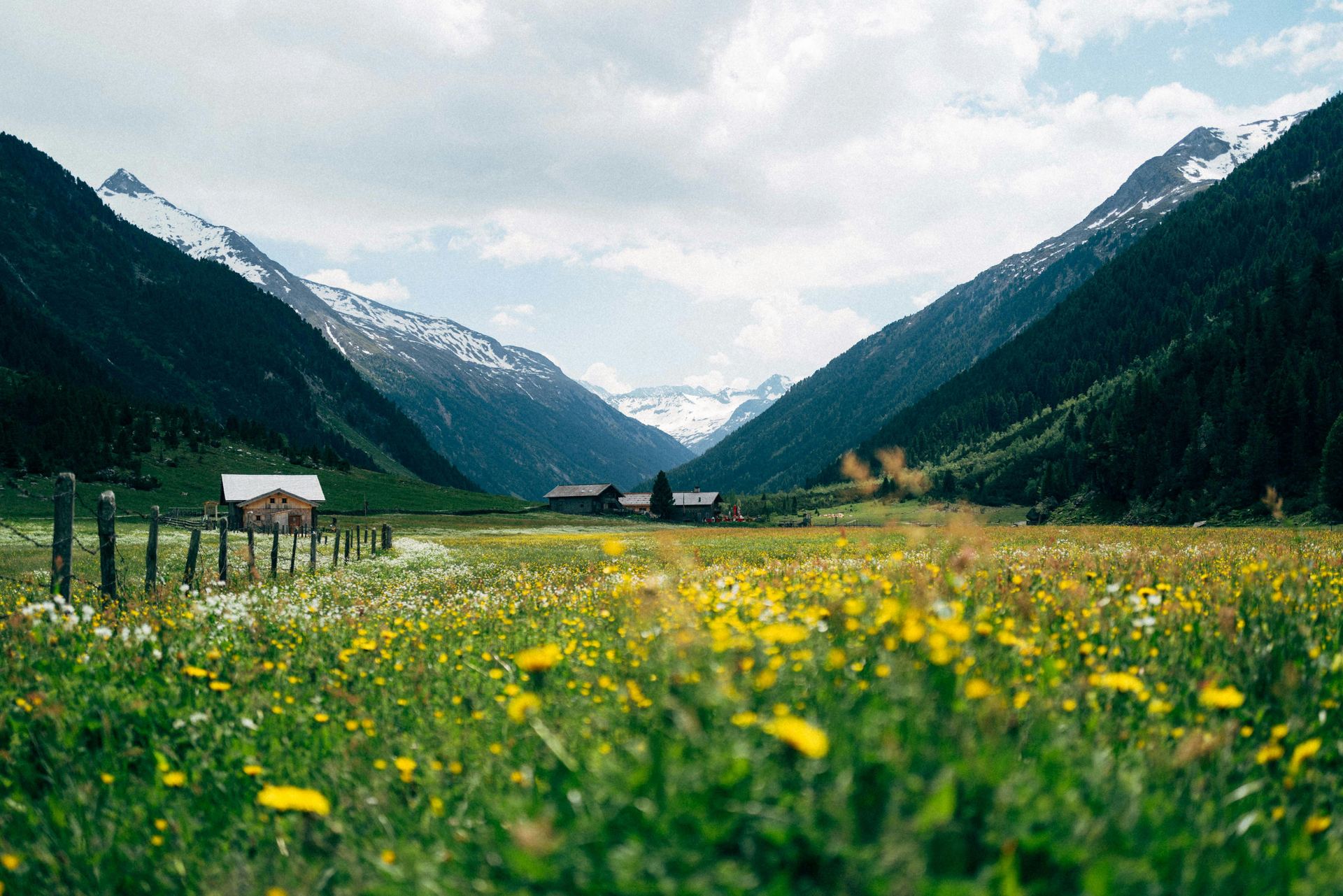 Valley of Flowers